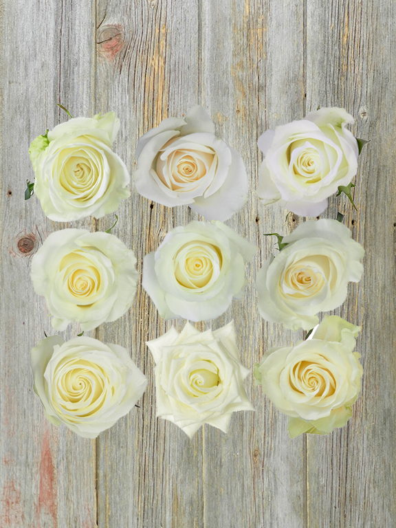 Wholesale White Roses Delivered Online FlowerFarm